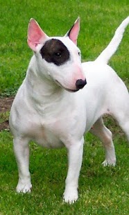 Free Bull Terriers Wallpapers APK