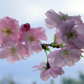 Blosom by Ralph Harvey - Flowers Tree Blossoms
