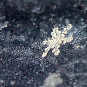 One of a Kind  by Judee Schofield - Nature Up Close Water