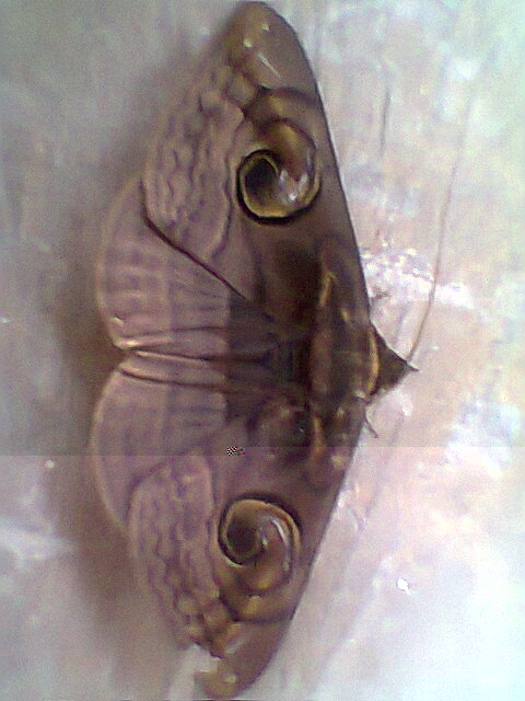 Indian Owlet-moth(Dark Form)