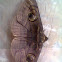 Indian Owlet-moth(Dark Form)
