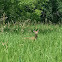 White-tailed Deer (Fawn)