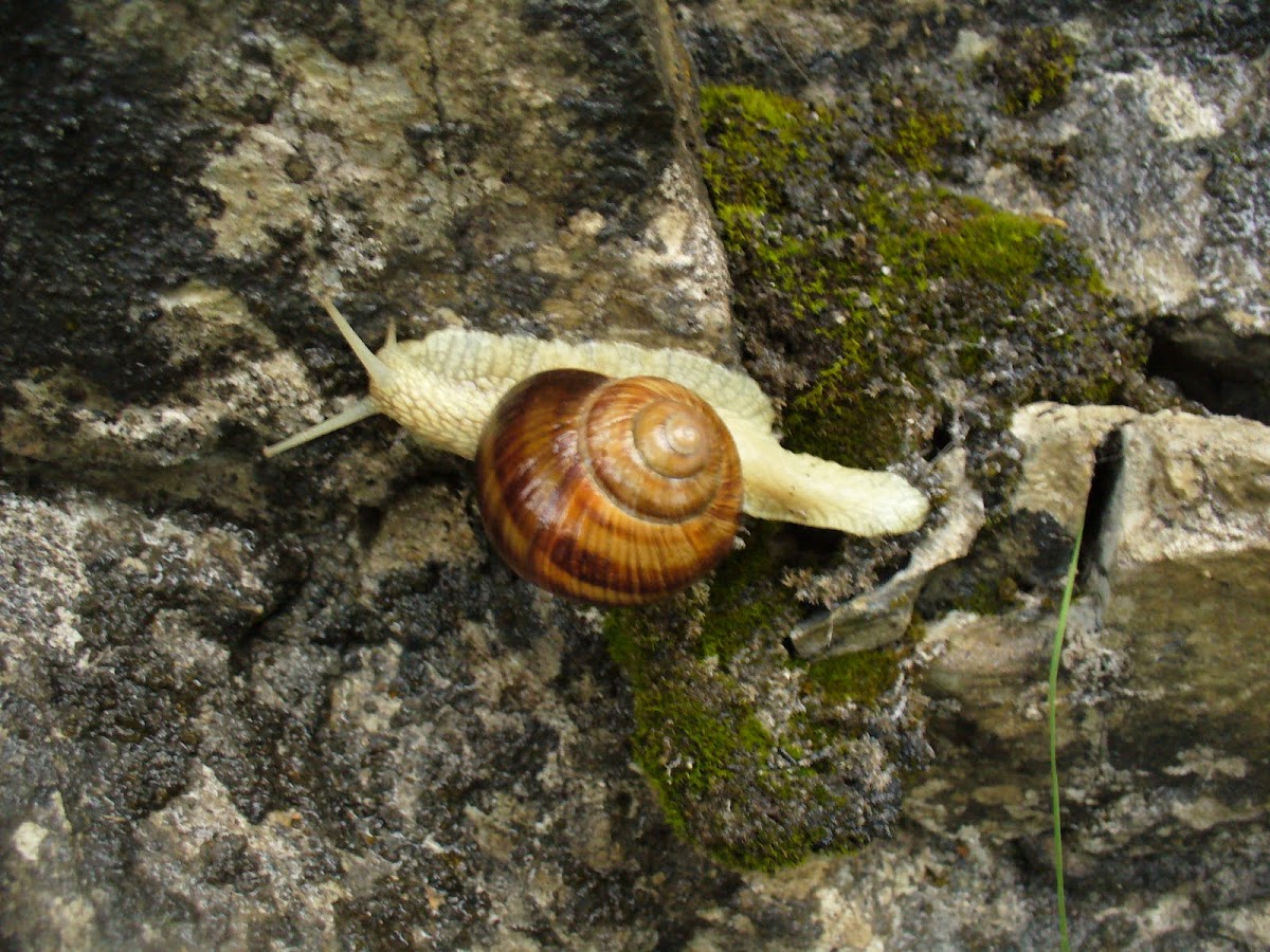 Roman snail