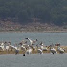 American White Pelicans