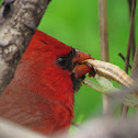 Northern Cardinal