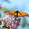 Monarch Butterfly (m.)