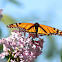 Monarch Butterfly (m.)