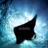 Manta Silhouette by Henry Jager -  