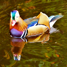 ME MANDARIN DUCK by GEOFF PLANT - Animals Birds