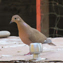 Ground Dove (Zenaida Dove)