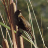 Red-winged Blackbird     female
