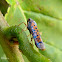 Sharpshooter leafhopper