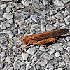 Small Brown Grasshopper