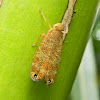 Lophopid planthopper