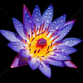 by Asher Jr Salvan - Flowers Single Flower