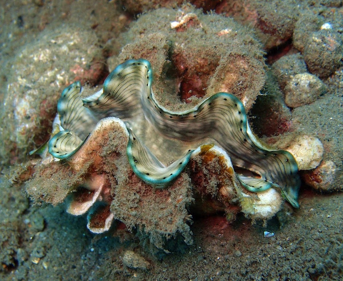 Boring giant clam