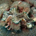 Boring giant clam