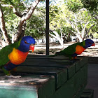 Rainbow lorikeet