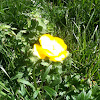 Common or Tall Buttercup