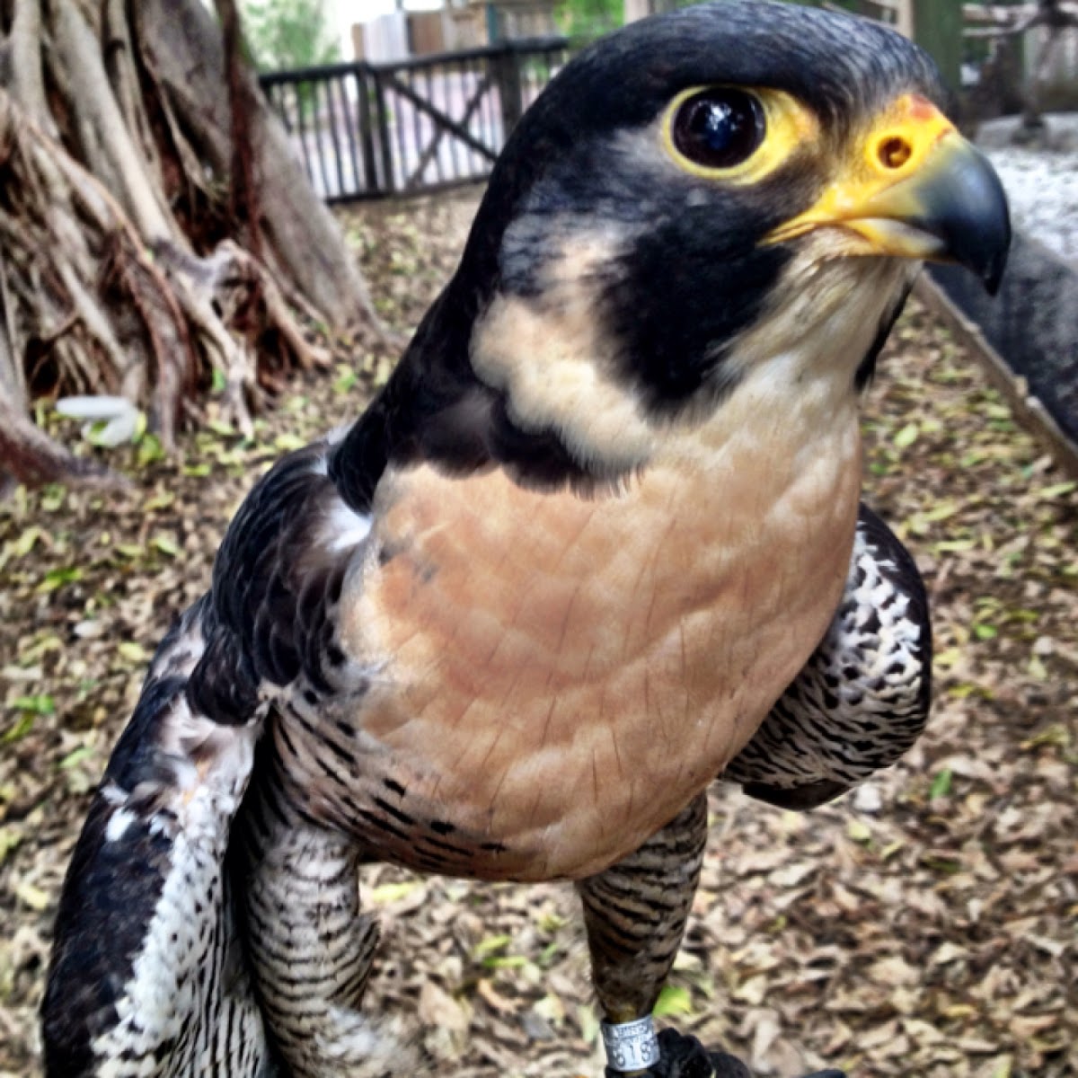 Peregrine falcon