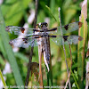 Twelve-spotted Skimmer dragonfly (female)