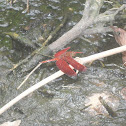 Red Grasshawk, Common Parasol Dragonfly