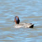 Green-winged Teal Duck