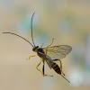 Hymenoptera: Icheumonidae