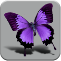 HD Beautiful butterfly