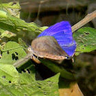 oakblue butterfly