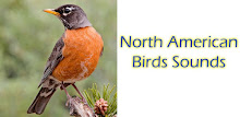 North American Birds Sounds APK