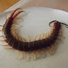 Orange footed centipede