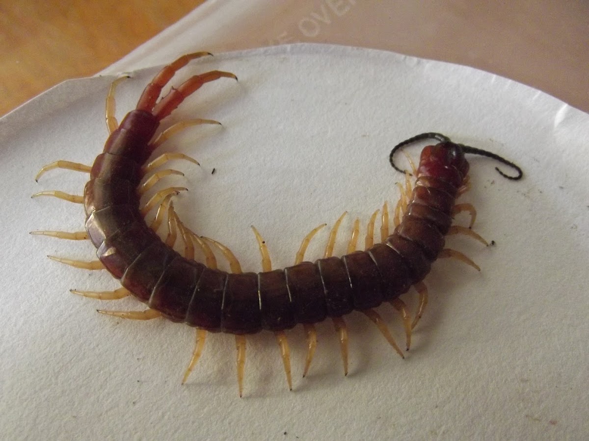 Orange footed centipede