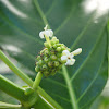 Indian mulberry / Noni