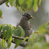 White-crowned Sparrow with food