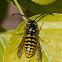 Common Wasp , Yellow jacket