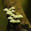 Filoboletus mushroom