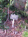 Queensland Bottle Tree