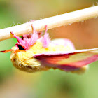 Rosy Maple Moth