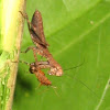 mantis with prey
