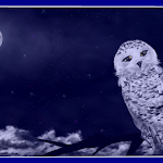 Snow Owl (2)