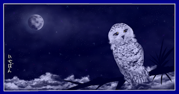 Snow Owl (2)