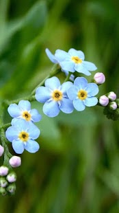Flowers Wallpapers Screenshots 4