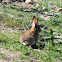 Rabbit; Conejo