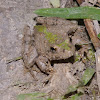 Northern Cricket Frog