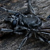 Black-legged Black Robberfly