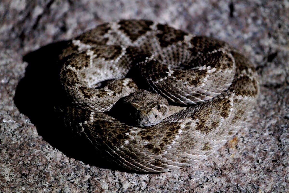 Western Diamondback Rattlesnake