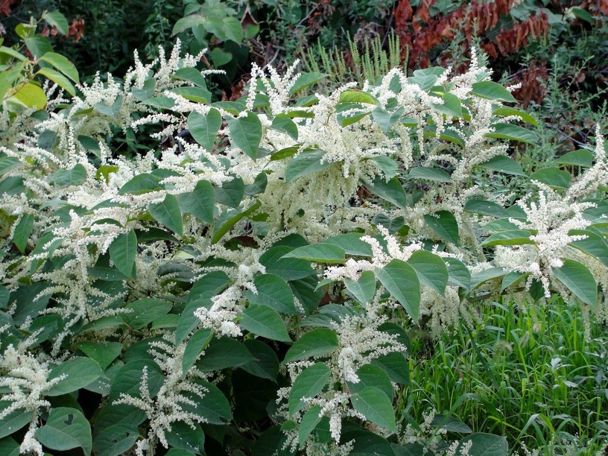 Japanese Knotweed