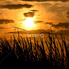 Grass Close up by Navaneetharaj P - Nature Up Close Leaves & Grasses
