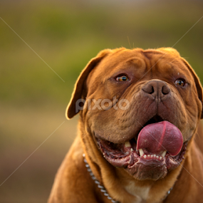 Dogo de Bordeaux by Alfredo Garciaferro Macchia - Animals - Dogs Portraits